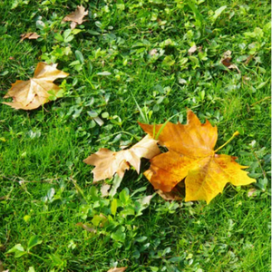 国产毛片网站视频
